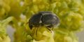 Bruchela suturalis